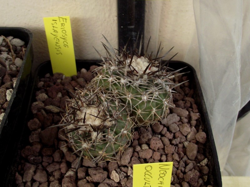 Neoporteria islayensis 