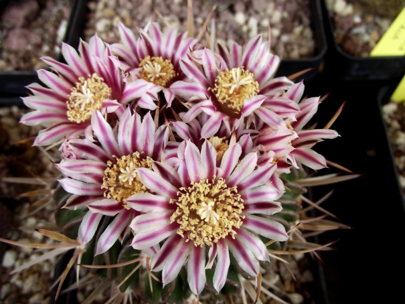 Stenocactus crispatus 