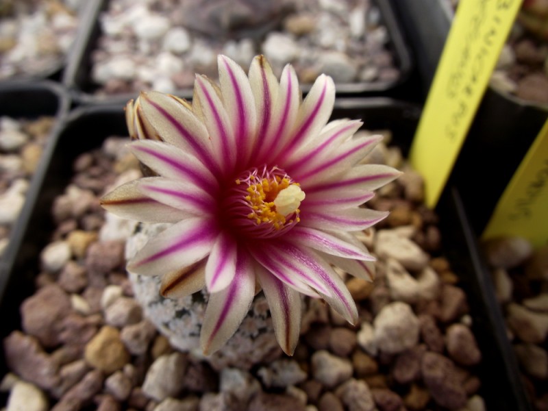 Turbinicarpus valdezianus 