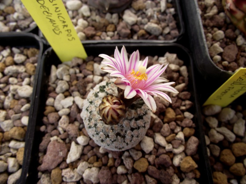 Turbinicarpus valdezianus 