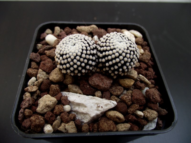 Mammillaria luethyi 