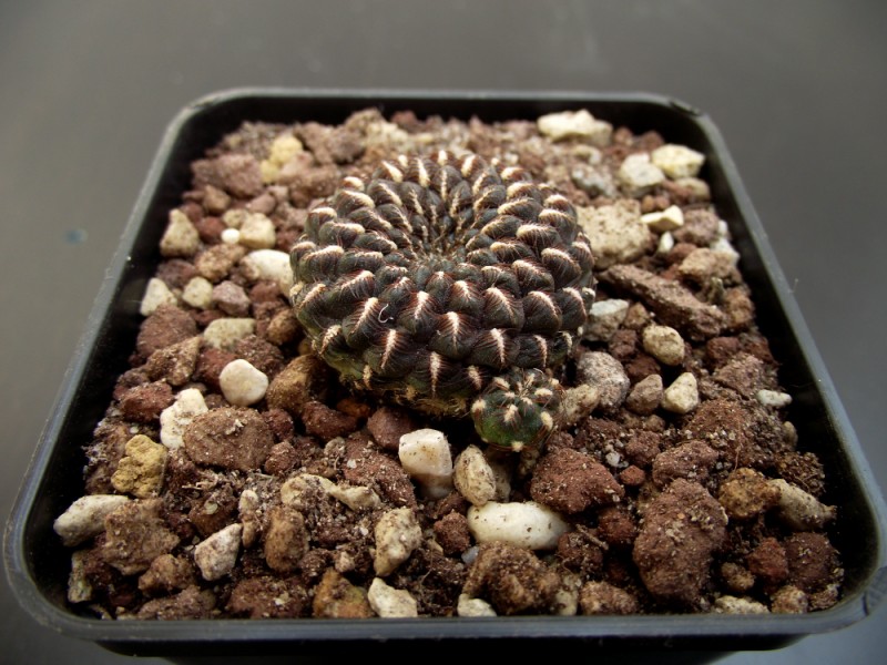 Sulcorebutia heinzii 