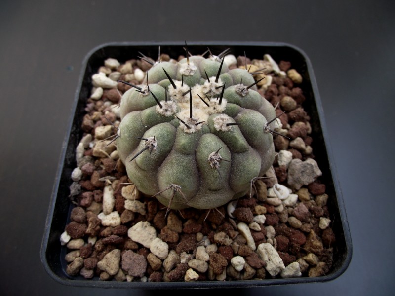 Copiapoa cinerea 