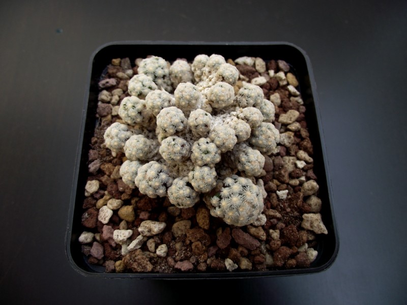 Mammillaria theresae 