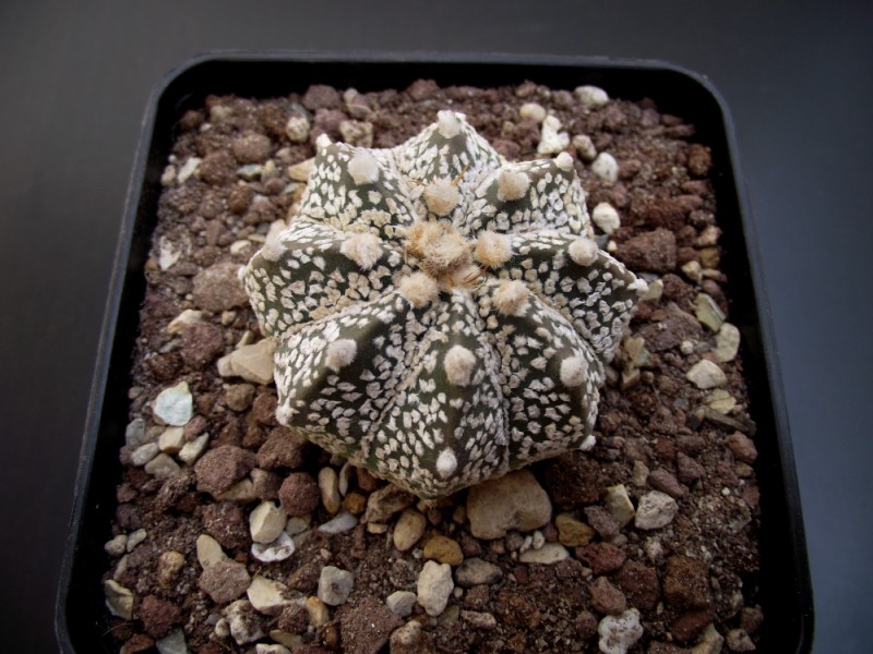 Astrophytum asterias cv. super kabuto x capricorne 