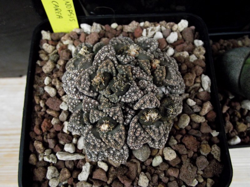 Titanopsis calcarea 