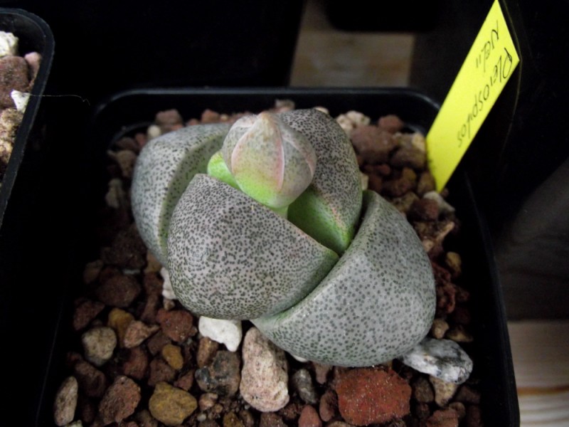 Pleiospilos nelii 