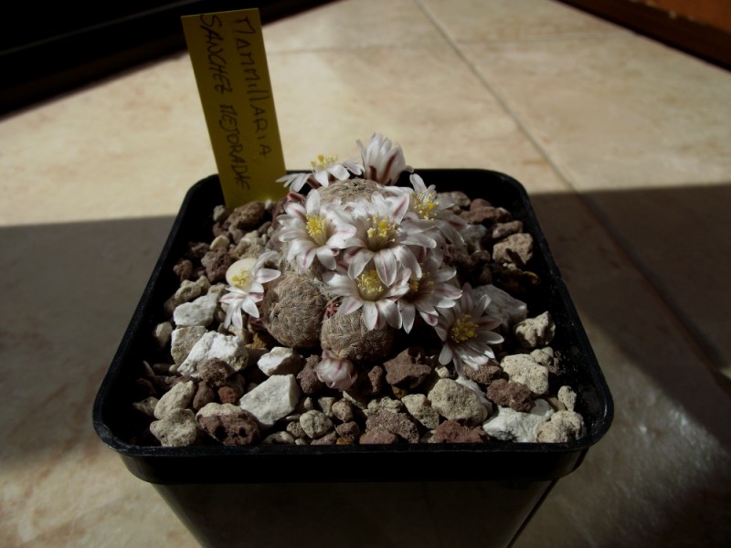 Mammillaria sanchez-mejoradae 