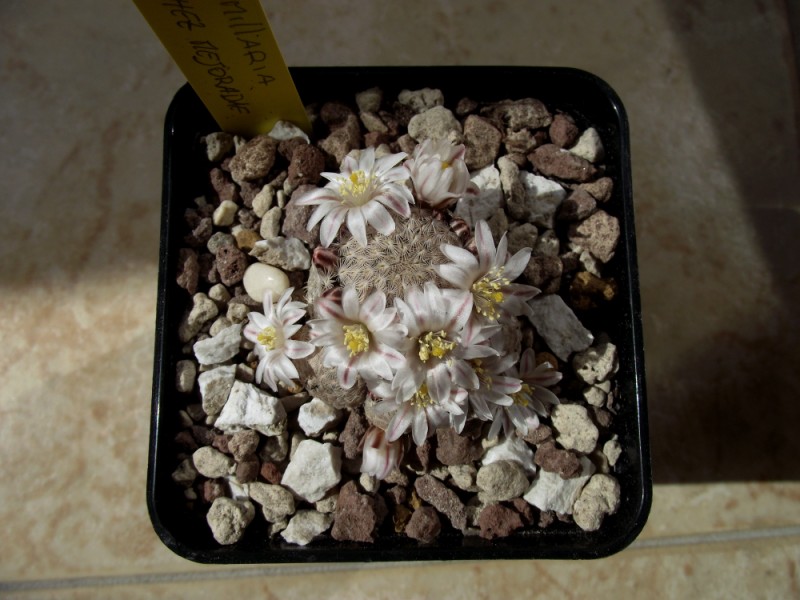 Mammillaria sanchez-mejoradae 