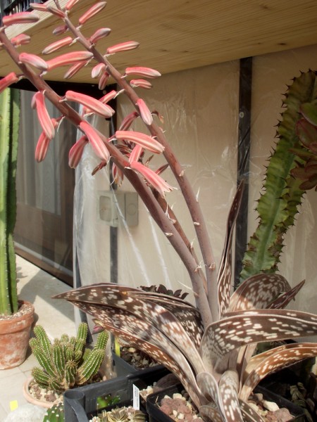 Aloe variegata 