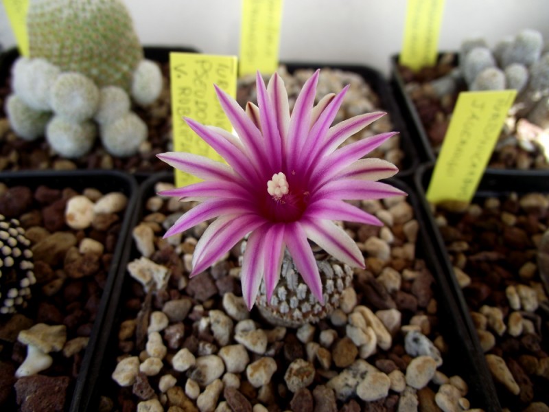 Turbinicarpus pseudopectinatus v. rubriflorus 