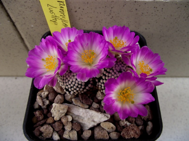 Mammillaria luethyi 