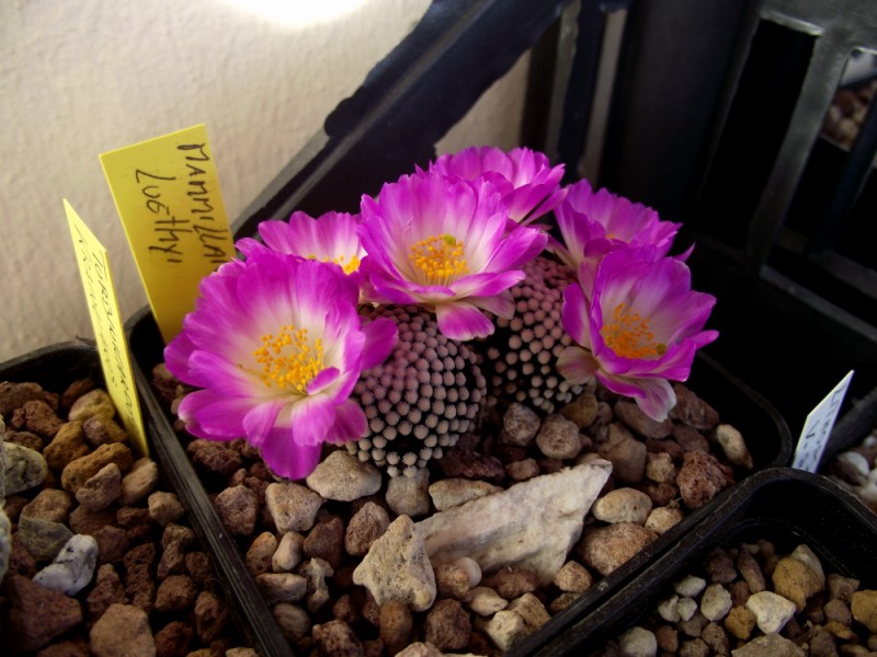 Mammillaria luethyi 