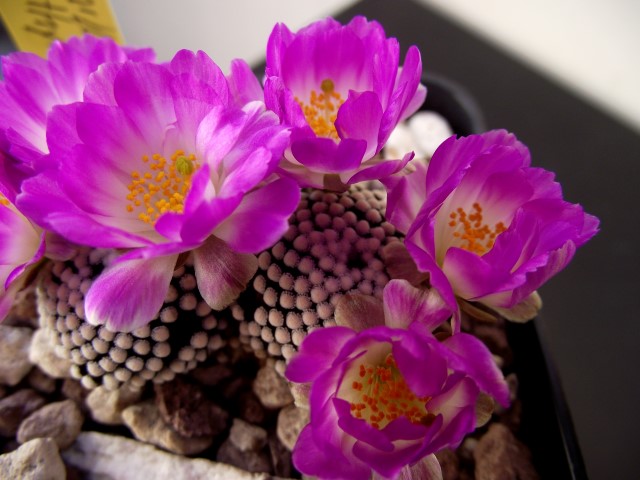 Mammillaria luethyi 