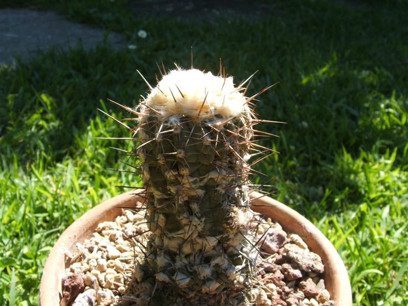 Copiapoa esmeraldana 