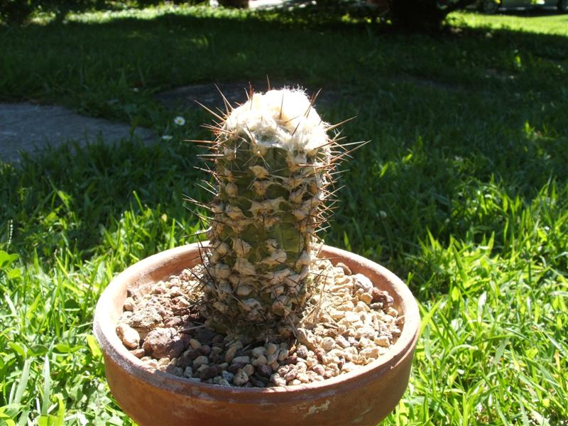 Copiapoa esmeraldana 