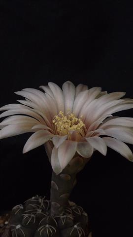 Gymnocalycium robustum 