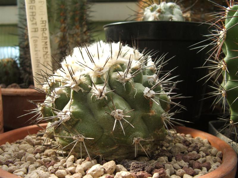 Copiapoa esmeraldana 