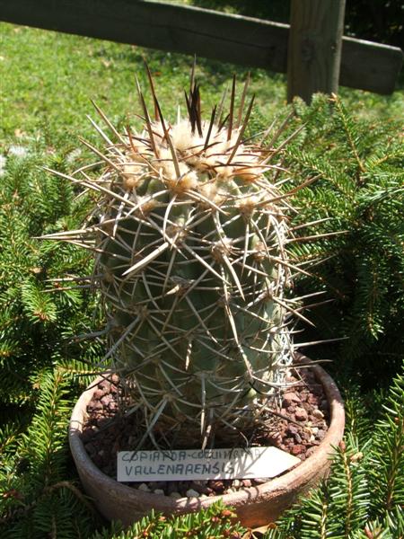 Copiapoa vallenarensis 