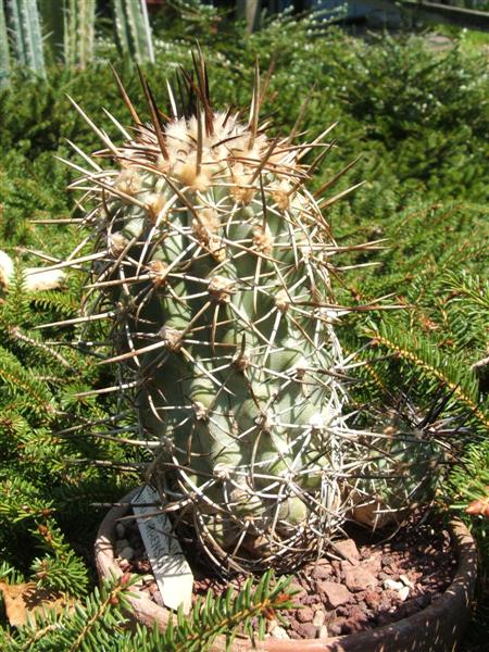 Copiapoa vallenarensis 