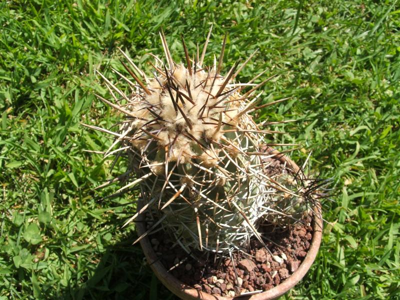 Copiapoa vallenarensis 