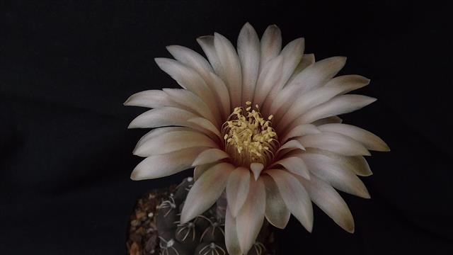 Gymnocalycium robustum 