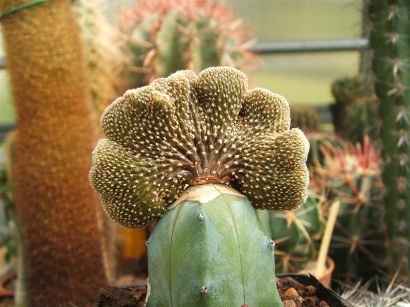 geohintonia mexicana f. cristata