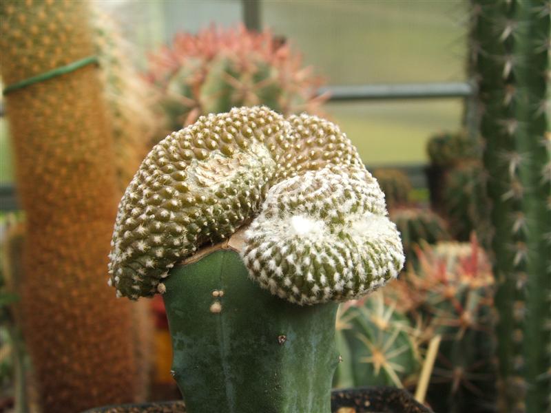 Copiapoa laui f. cristata 