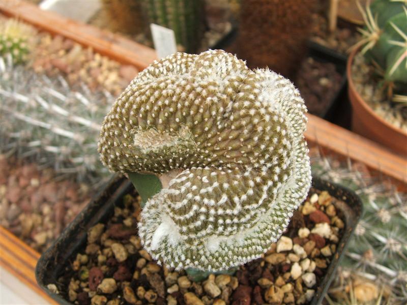 Copiapoa laui f. cristata 