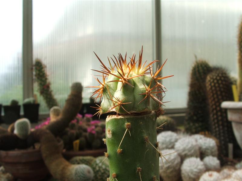 Copiapoa solaris 