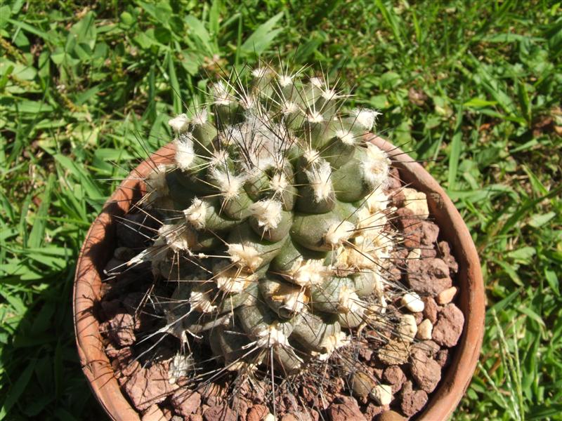 Copiapoa humilis v. paposoensis FR1148