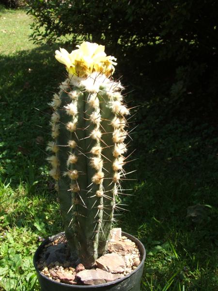 Copiapoa marginata 