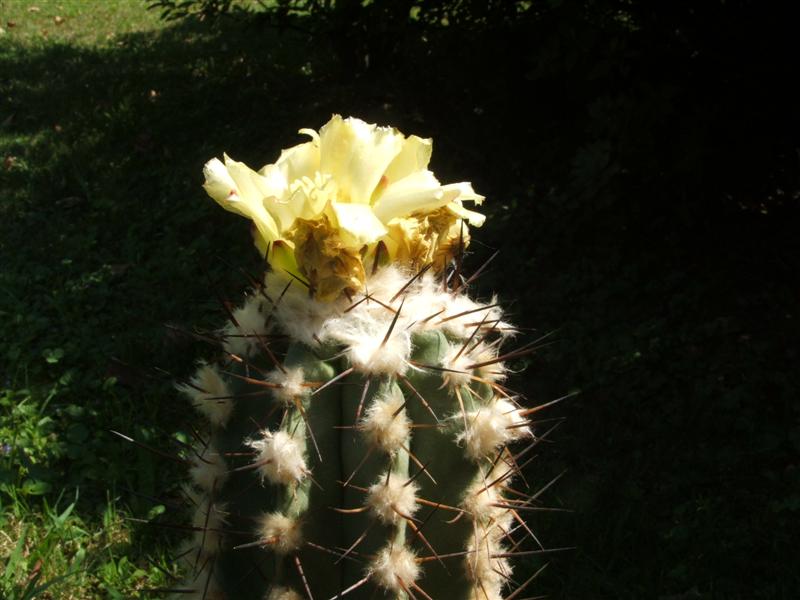 Copiapoa marginata 