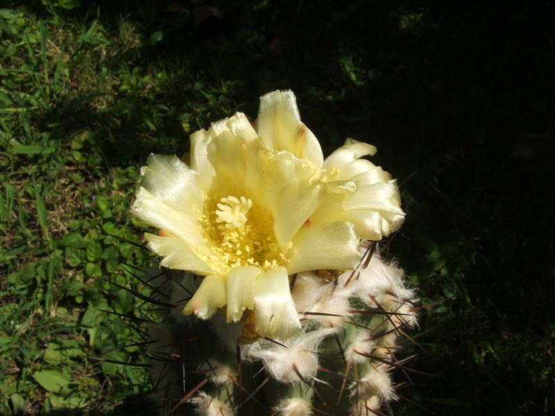 Copiapoa marginata 