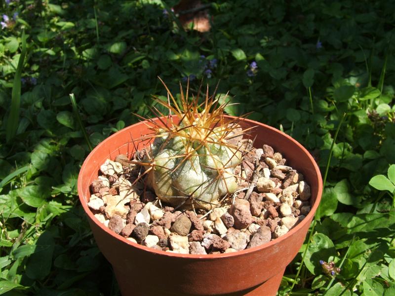 Copiapoa cinerea v. eremophila 
