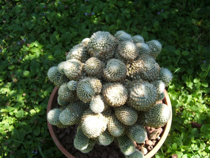 Copiapoa hypogaea ssp. laui 