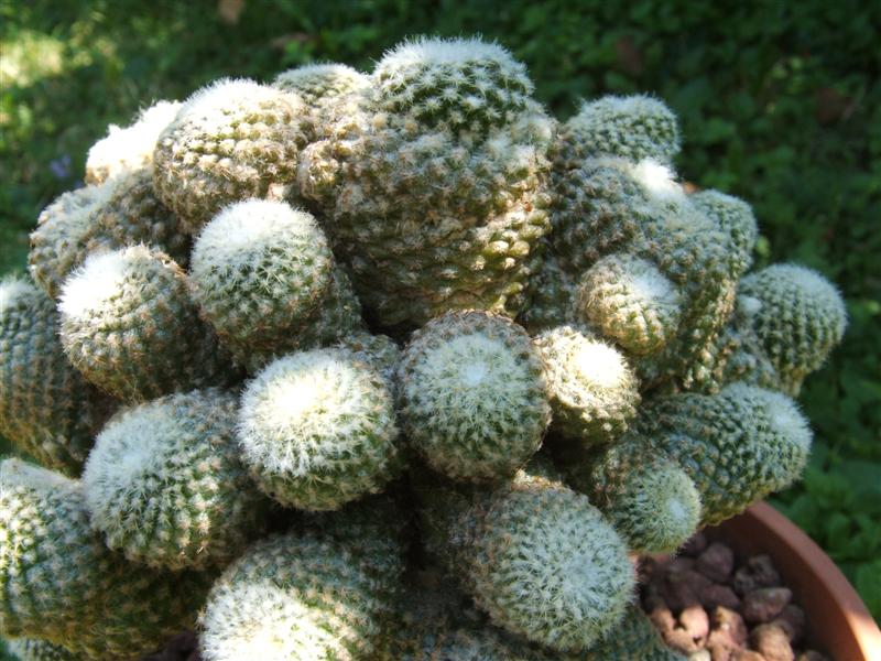 Copiapoa hypogaea ssp. laui 