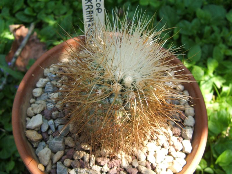 Copiapoa krainziana 