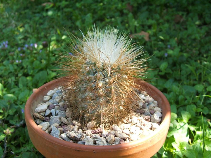 Copiapoa krainziana 