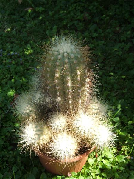 Copiapoa krainziana 