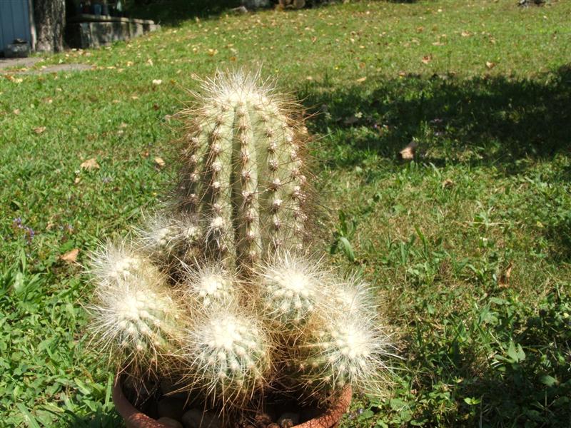 Copiapoa krainziana 
