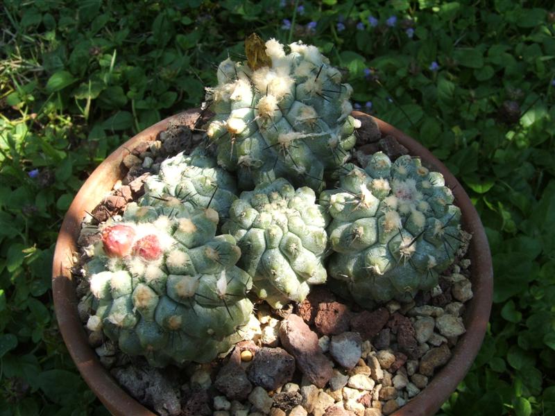 Copiapoa coquimbana v. fiedleriana 