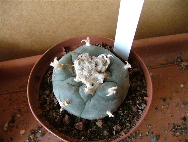 Lophophora williamsii 