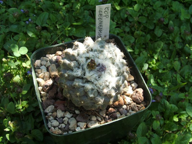 Copiapoa leonensis 