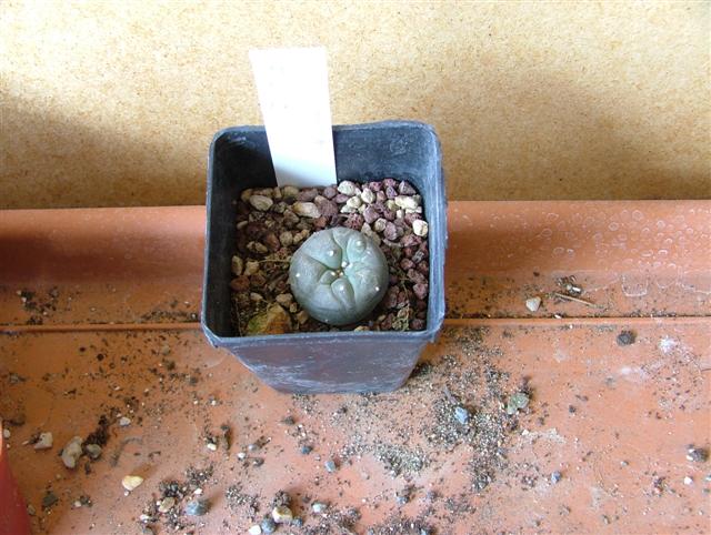 Lophophora fricii 