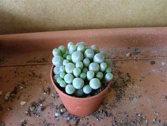 Fenestraria  