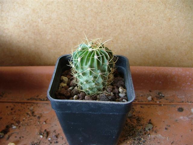 Stenocactus  