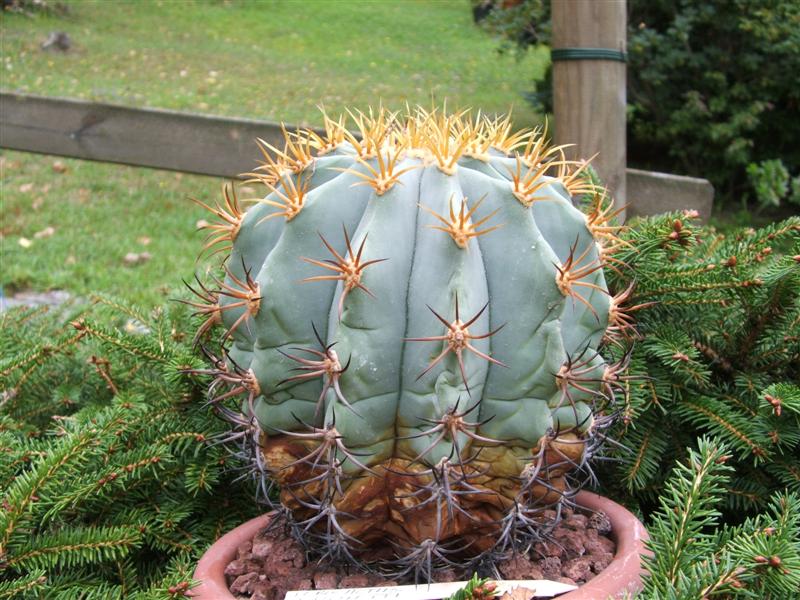 Ferocactus diguetii 