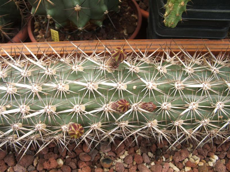 Machaerocereus eruca 