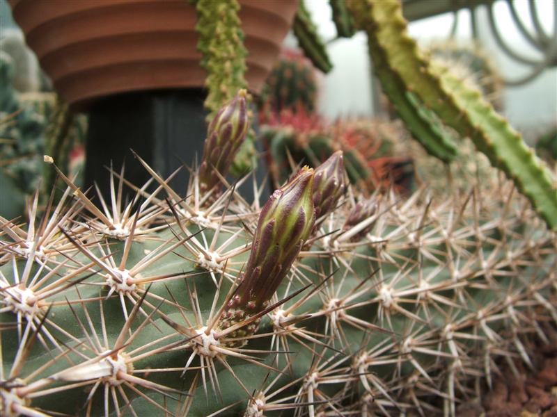 Machaerocereus eruca 